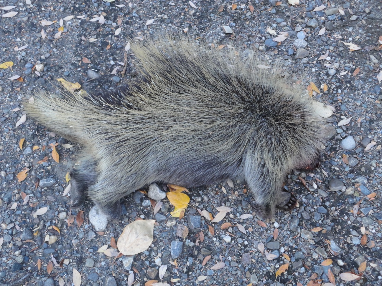 Porcupine Quilling Nancy Hager Yukon Traditional Art